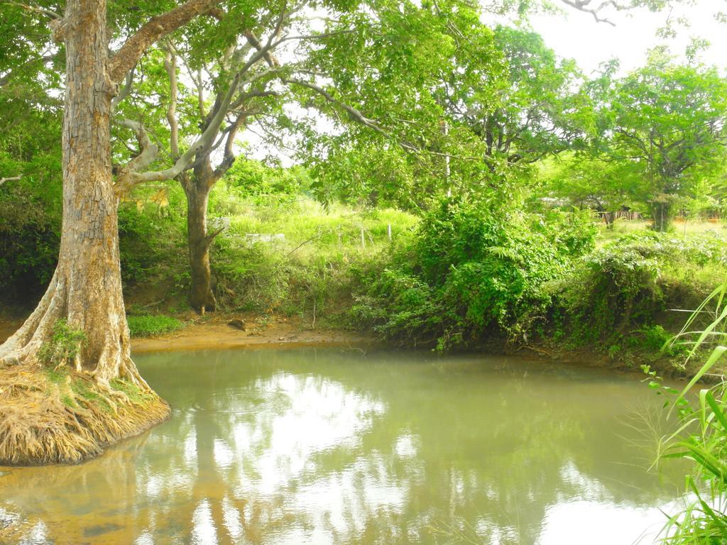 Sigiri Lakshan Home Stay Sigiriya Buitenkant foto